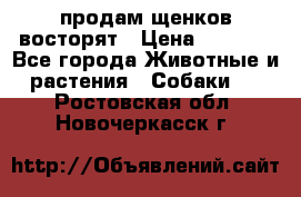 продам щенков восторят › Цена ­ 7 000 - Все города Животные и растения » Собаки   . Ростовская обл.,Новочеркасск г.